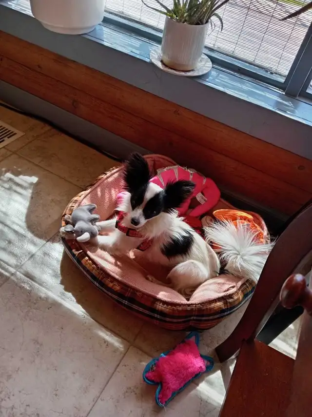 Papillon Puppies, Females - Photo 2