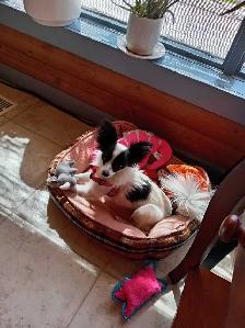 Papillon Puppies, Females - Photo 2