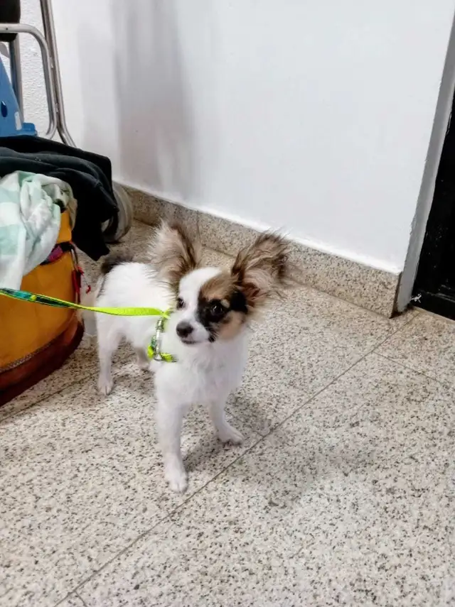 Papillon Puppies, Females - Photo 3