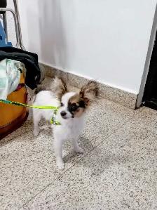 Papillon Puppies, Females - Photo 3