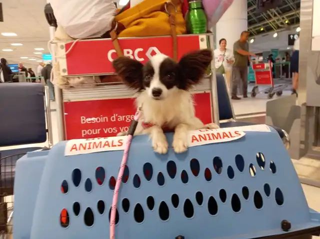 Papillon Puppies, Females - Photo 5