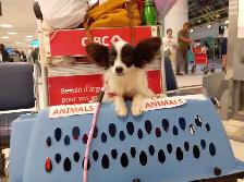 Papillon Puppies, Females - Photo 5
