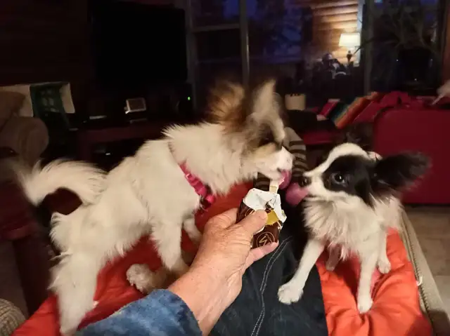Papillon Puppies, Females - Photo 6
