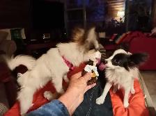 Papillon Puppies, Females - Photo 6