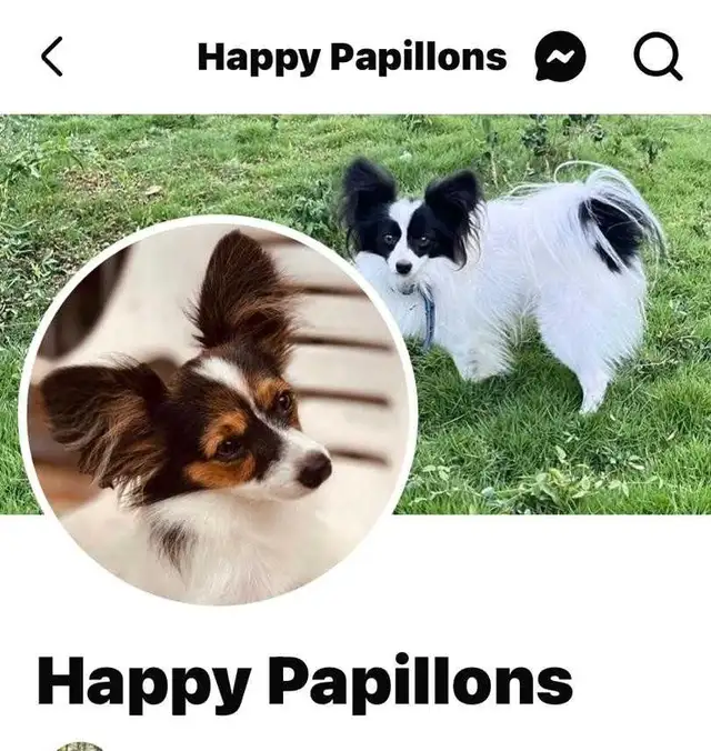 Papillon Puppies, Females - Photo 7