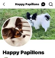 Papillon Puppies, Females - Photo 7