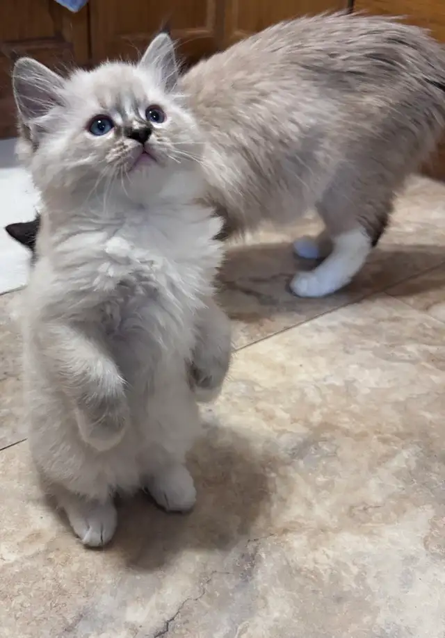 Stunning Ragdoll Kittens