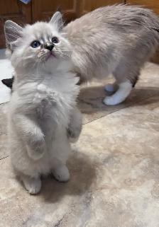 Stunning Ragdoll Kittens