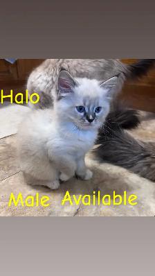 Stunning Ragdoll Kittens - Photo 2