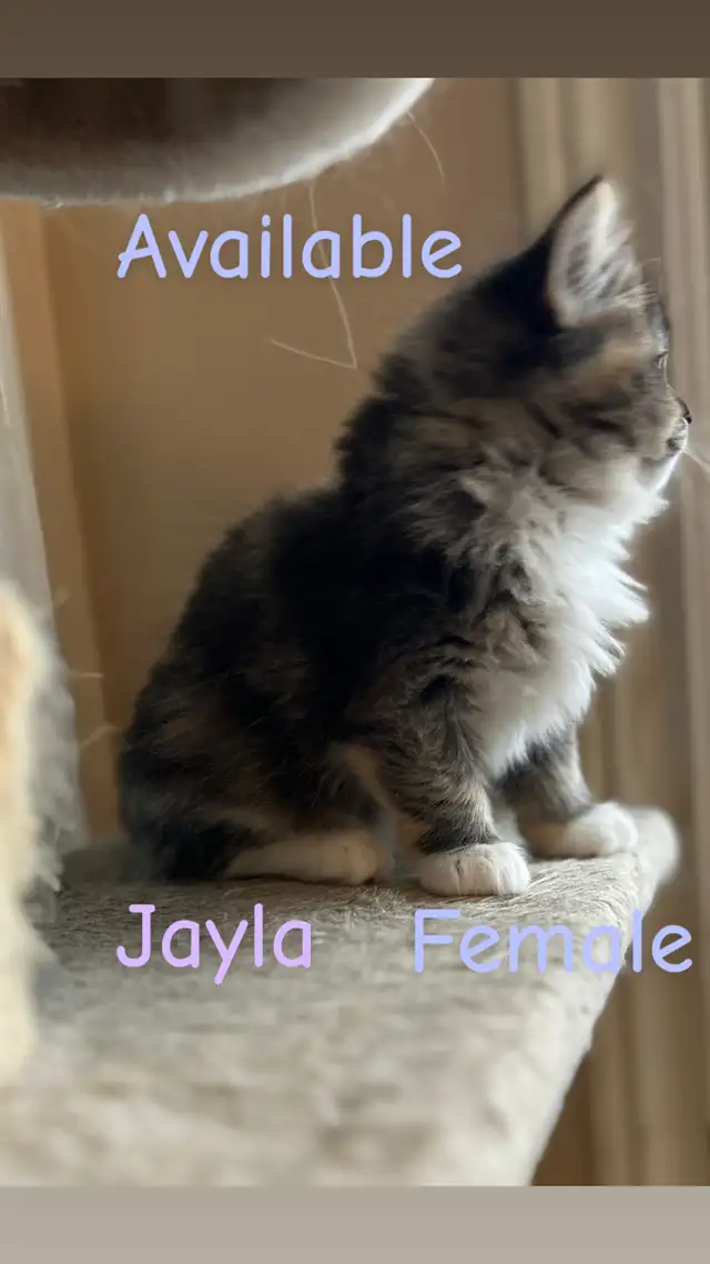 Stunning Ragdoll Kittens - Photo 3