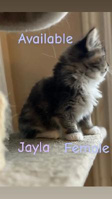 Stunning Ragdoll Kittens - Photo 3