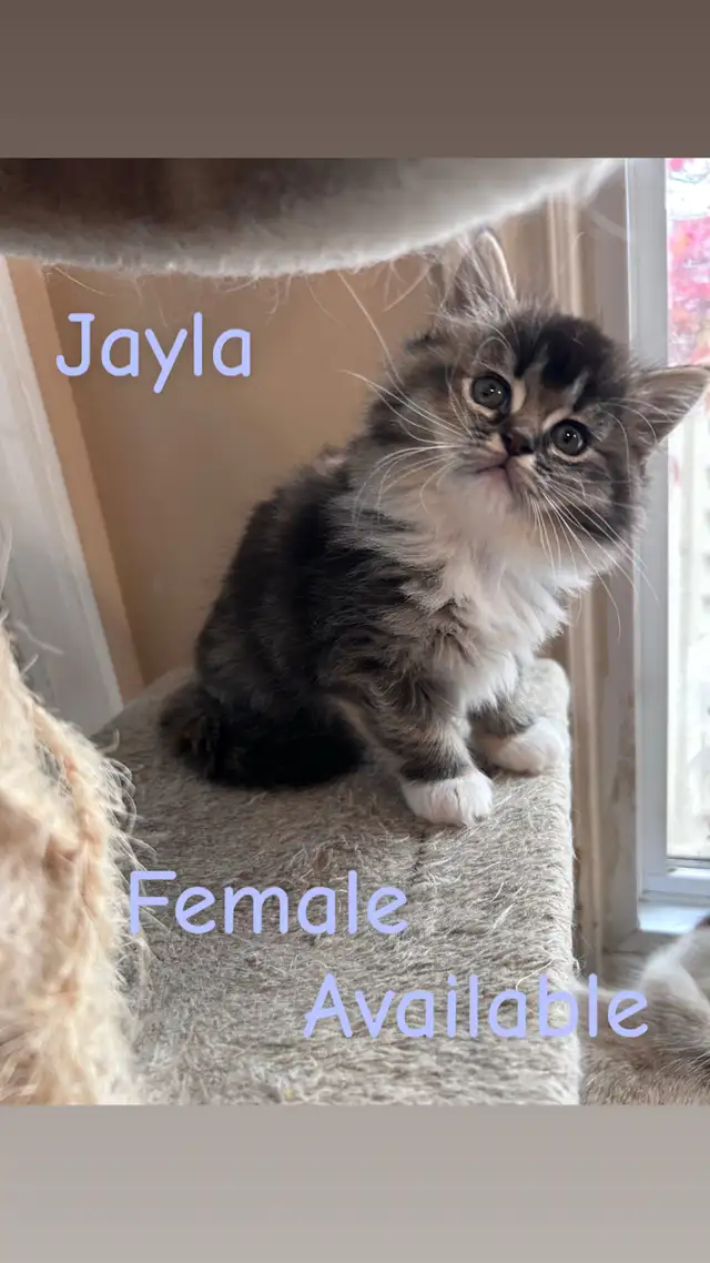 Stunning Ragdoll Kittens - Photo 4