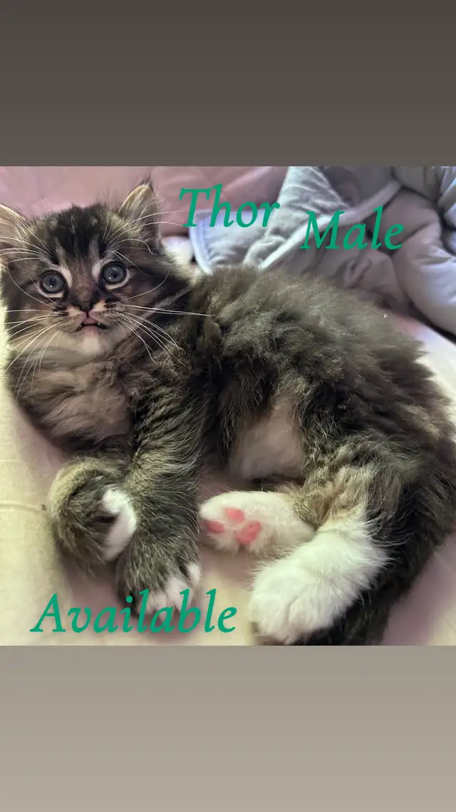 Stunning Ragdoll Kittens - Photo 8
