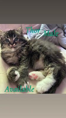 Stunning Ragdoll Kittens - Photo 8