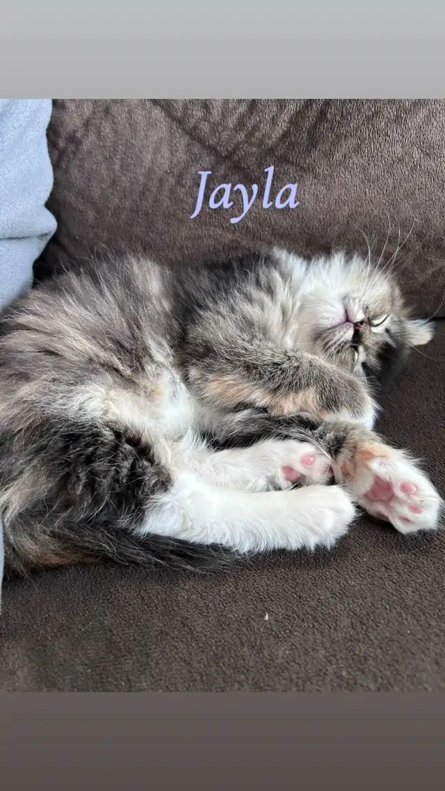 Stunning Ragdoll Kittens - Photo 10
