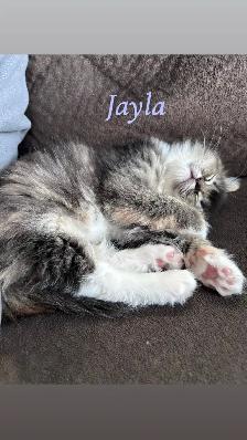 Stunning Ragdoll Kittens - Photo 10