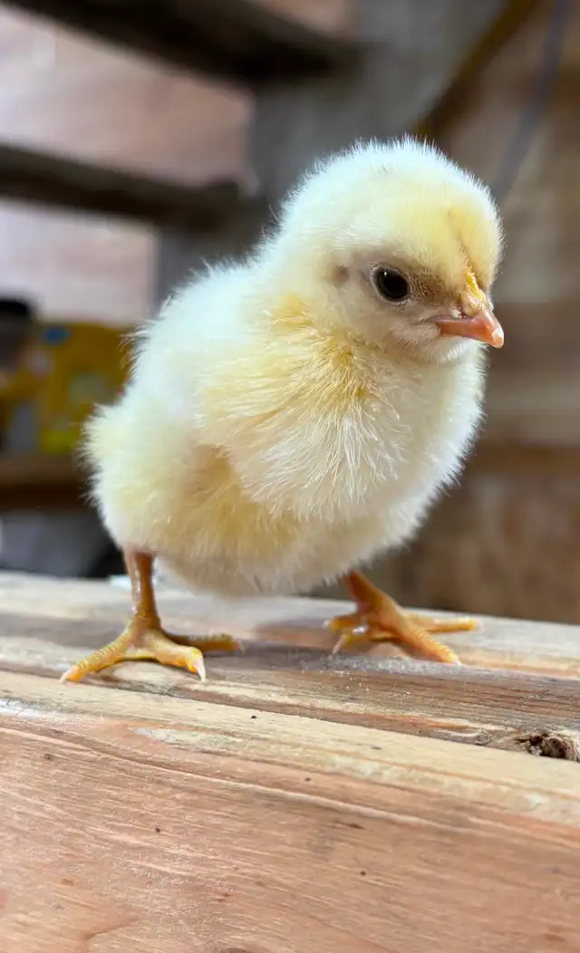 Poussins 3 pour $10 - Photo 2