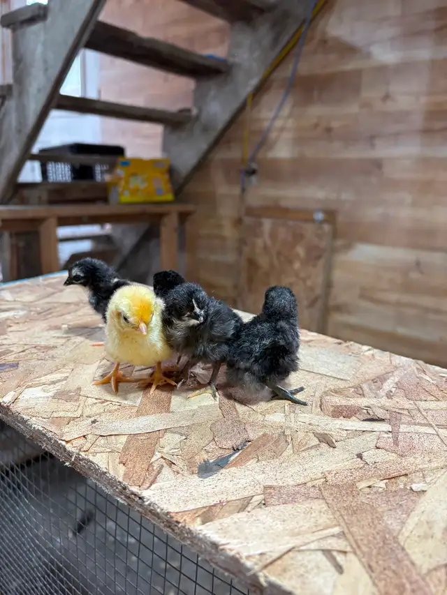 Poussins 3 pour $10 - Photo 3