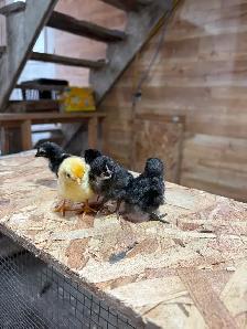Poussins 3 pour $10 - Photo 3