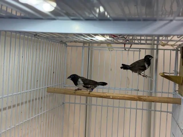 Pair Bronze Mannikins finches