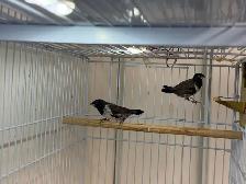 Pair Bronze Mannikins finches