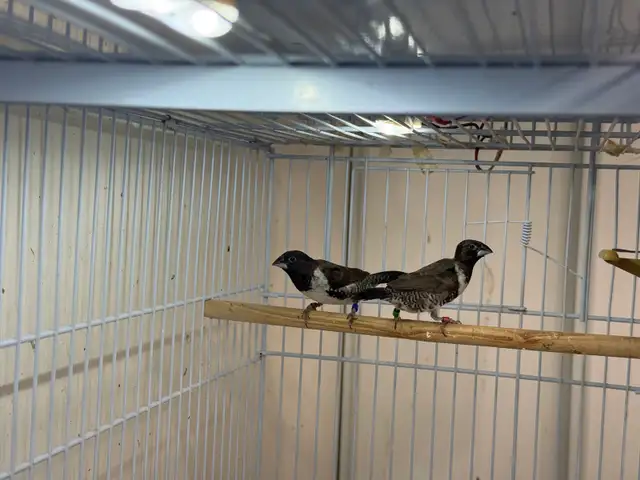 Pair Bronze Mannikins finches - Photo 2