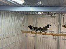 Pair Bronze Mannikins finches - Photo 2