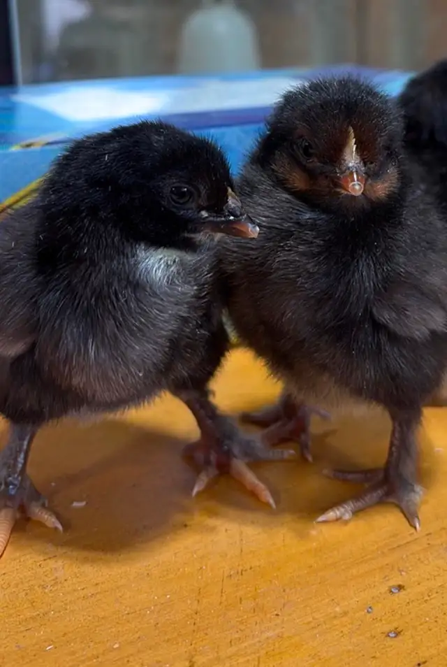 Poussins 3 pour $10 - Photo 2