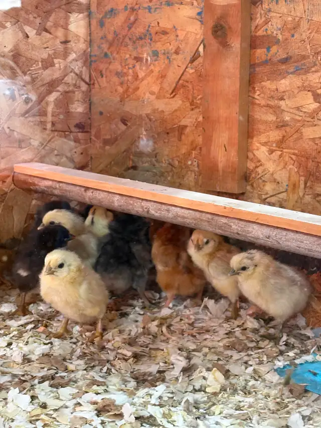 Poussins 3 pour $10 - Photo 4