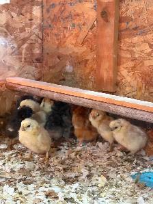 Poussins 3 pour $10 - Photo 4