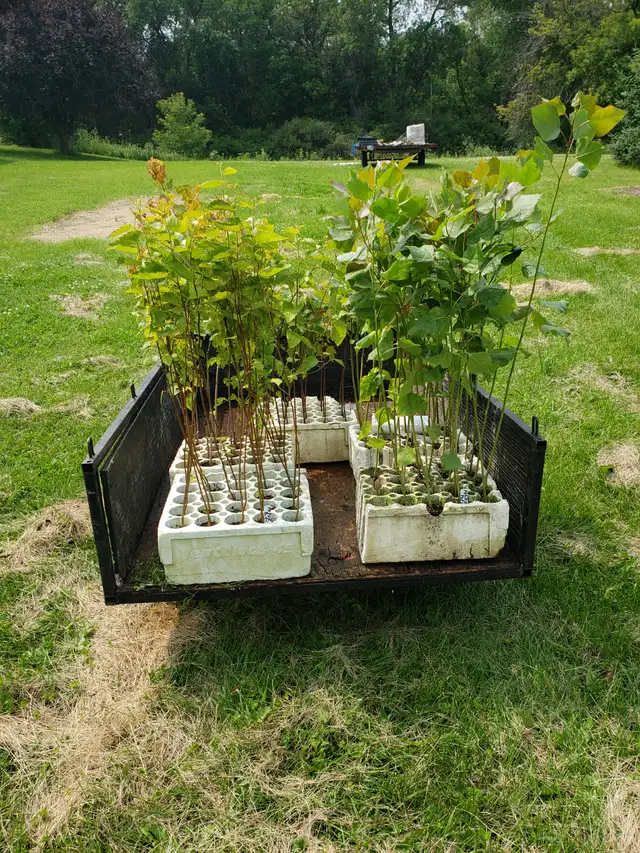 Hybrid Poplar and Willows for Sale