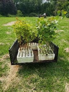 Hybrid Poplar and Willows for Sale