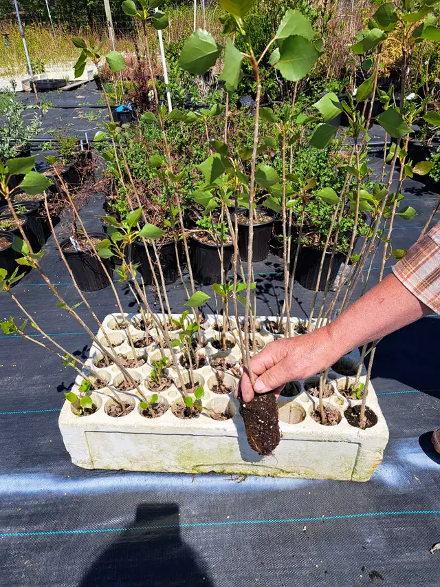 Hybrid Poplar and Willows for Sale - Photo 2