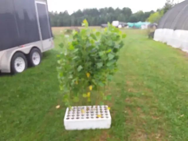 Hybrid Poplar and Willows for Sale - Photo 3