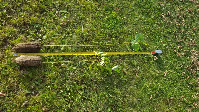 Hybrid Poplar and Willows for Sale - Photo 4