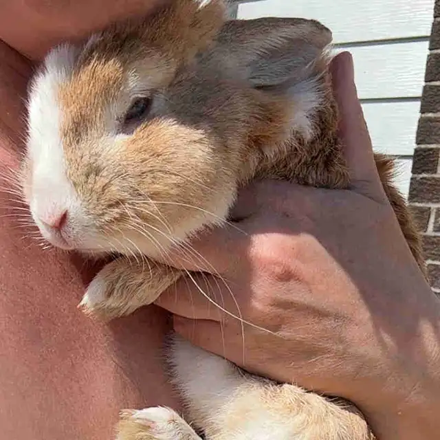 Sweet little bunny