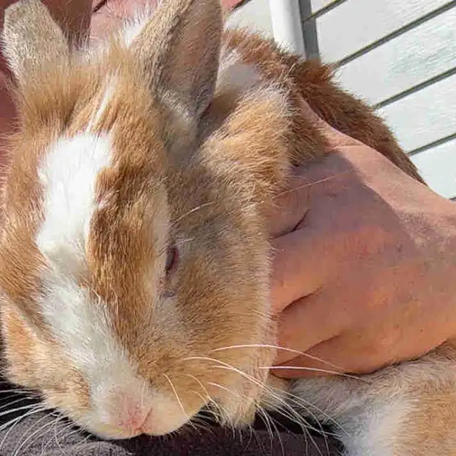 Sweet little bunny - Photo 2