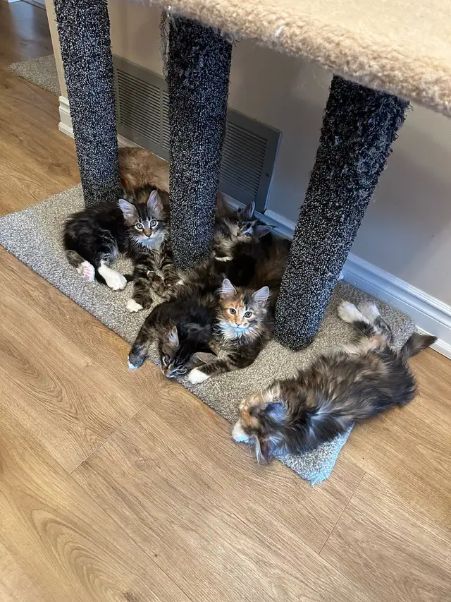 Beautiful purebred Maine Coon kittens - Photo 5