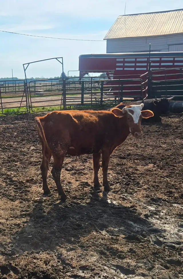 Longhorn/brahma cow