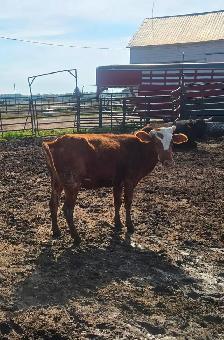 Longhorn/brahma cow