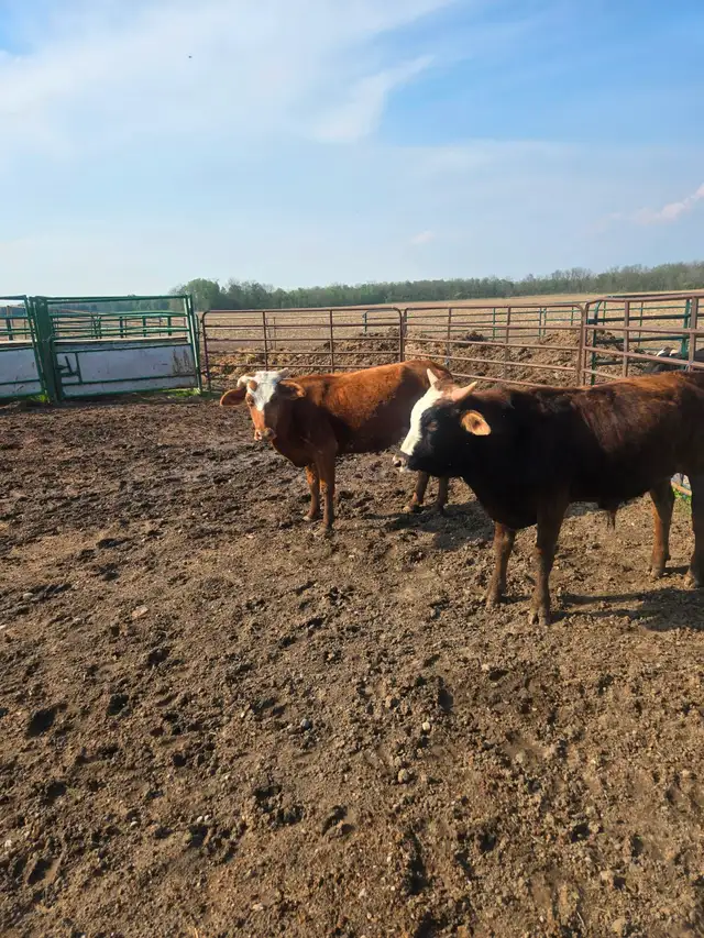 Longhorn/brahma cow - Photo 2