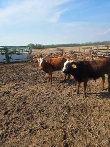 Longhorn/brahma cow - Photo 2