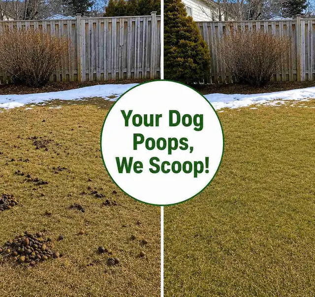 Winnipeg Dog Poop Cleanup | One-Time & Recurring Service