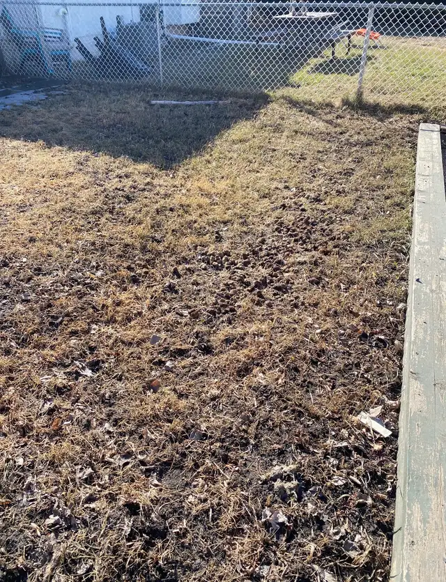 Winnipeg Dog Poop Cleanup | One-Time & Recurring Service - Photo 6
