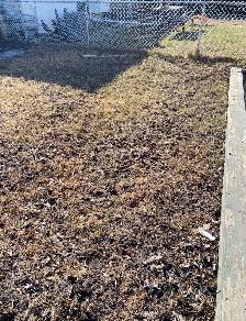 Winnipeg Dog Poop Cleanup | One-Time & Recurring Service - Photo 6