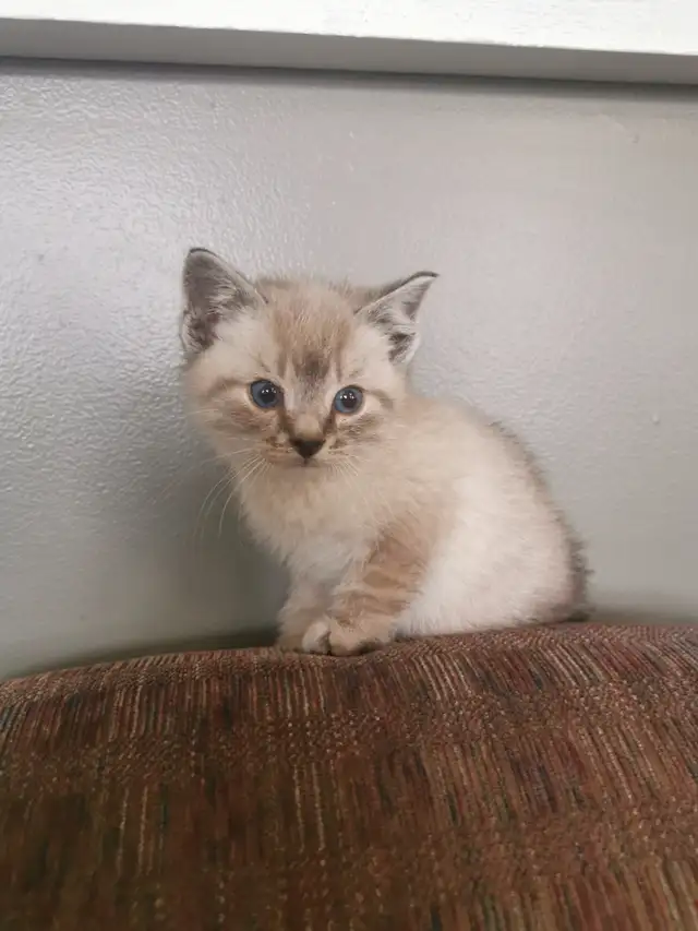 Part Ragdoll and Siamese Male Kittens