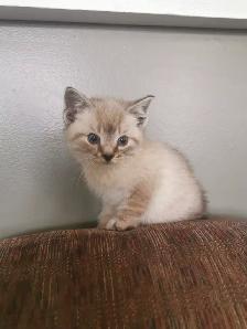 Part Ragdoll and Siamese Male Kittens