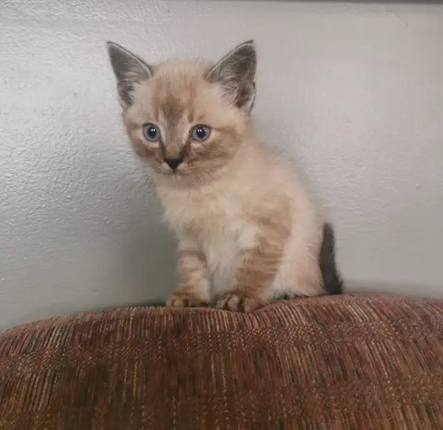 Part Ragdoll and Siamese Male Kittens - Photo 3
