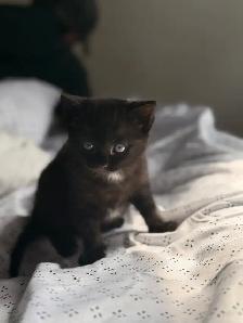 kitten for sale