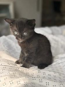 kitten for sale - Photo 3